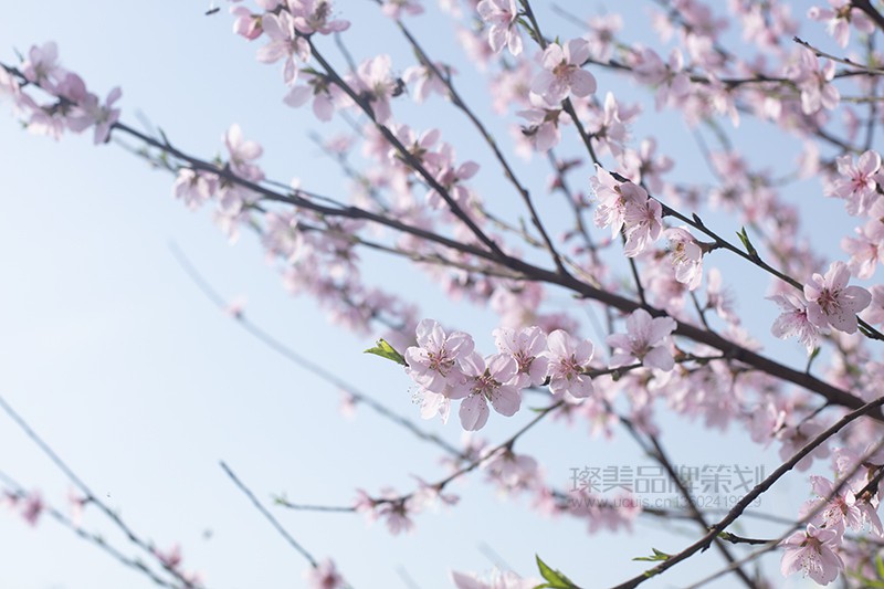 美丽桃花 偏号：2V7A9425