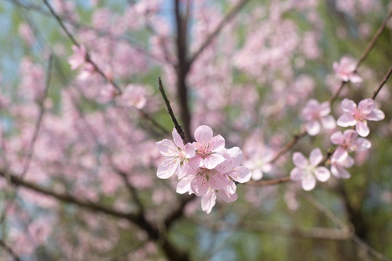 美丽桃花 偏号：2V7A9429